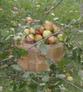 Find a bushel of fresh apples...organically grown of course