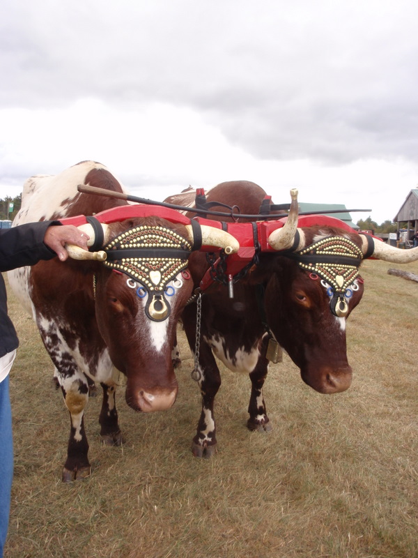 Oxen from New Brunswick...see their headpieces?